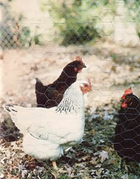 The family also keeps chickens.